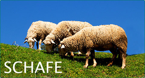 Stallsysteme für Schafe